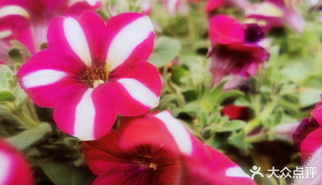 繁花似锦觅安宁