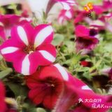 繁花似锦觅安宁