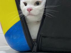 -萌兽医馆·宠物医院·猫骨科(创景店)