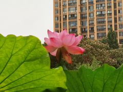 -陈家山荷花公园