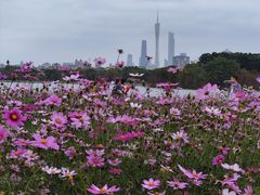 -海珠湖公园