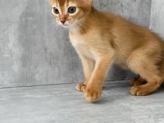 -小猫来了·猫舍(红山六九七九店)