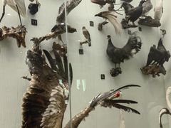 -国家自然博物馆