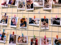 -派多格宠物(御景湾店)