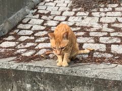 -大澳渔村及棚屋