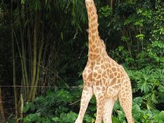 -广州长隆野生动物世界