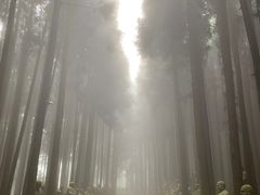 -武陵山森林公园