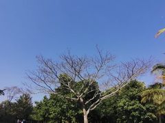 -深圳湾公园(南山区)