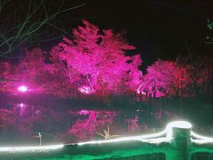 -天适樱花悠乐园
