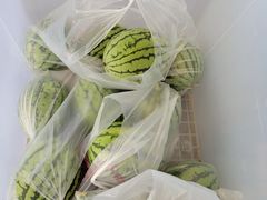 -庞各庄翠芳园西瓜蔬菜基地采摘园