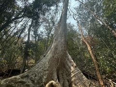 -中国科学院西双版纳热带植物园