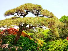 -西湖外事游船(花港观鱼码头)