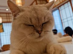 -Let's go狗咖·猫咖·奶狗·桌游(春熙路IFS店)