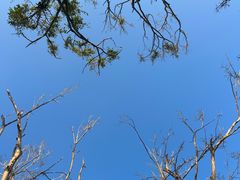 -福田红树林生态公园