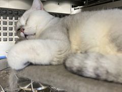 -浣熊柯尔鸭土拨鼠·电玩咖