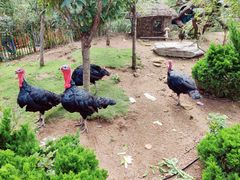 -西霞口神雕山野生动物世界