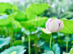 -陈家山荷花公园