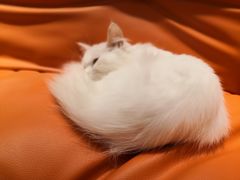 -飞行喵MR PILOT|猫舍·猫咖(静安大融城店)