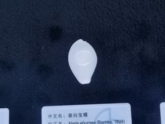 -贝壳王国博物馆