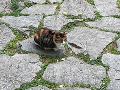 -静安公园(静安寺街道)