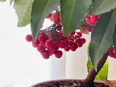 -大柴·宴宾楼(芥园西道店)