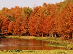 -上海海湾国家森林公园