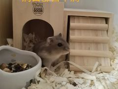 -钓仓鼠(洋桥北里小区店)
