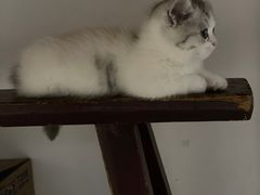 -babydoll猫舍·米努特·德文·缅因(久光中心店)