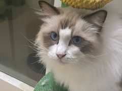 -猫在这儿猫咪咖啡馆·撸猫馆