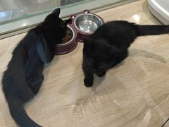 -BABIT巴比特宠物(MOMOPARK店)