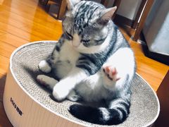 -申普宠物医院·心脏介入·心血管微创(总院)