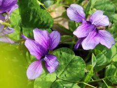 -黑龙江省森林植物园