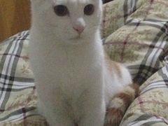 -佳怡动物医院·平价24小时·猫专科骨外科