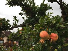 -河口湖八音盒之森美术馆