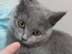 -宠颐生宠物医院·心肾内科·猫专科诊疗中心宠巢店