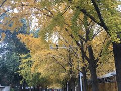 -三里屯东五街银杏大道