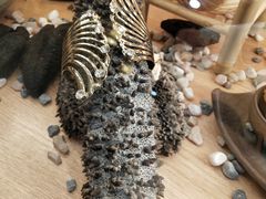 -喜上喜鸡煲翅(吉大店)