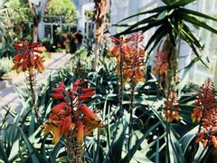 -深圳仙湖植物园
