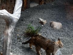 -青藏高原野生动物园