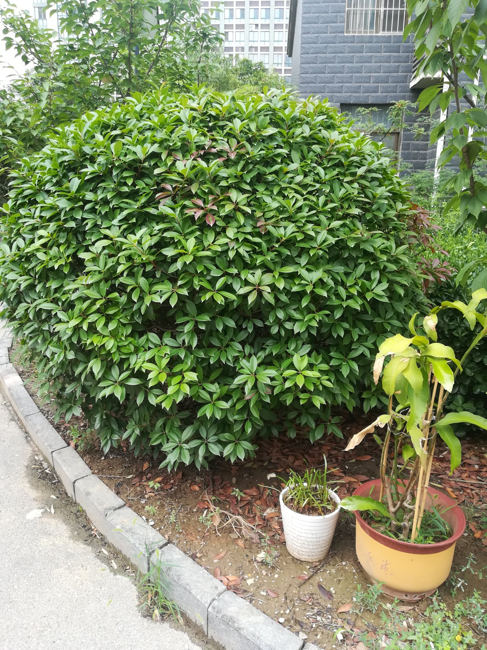 北方雨水花园常用植物图片