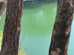 -王借岗森林公园