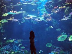 -暹罗海洋世界