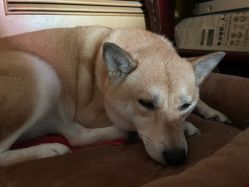 -Doria salon 小颜皮肤