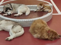 -和它·交个朋友·狗咖猫咖(爱琴海店)