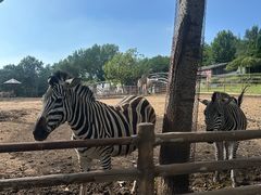 -大连森林动物园