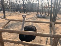 -大连森林动物园