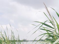 -西青郊野公园