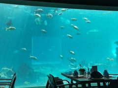 -海棠湾洲际-涛·海底餐厅·美人鱼·自助餐·海底隧道