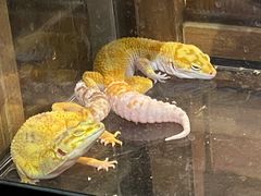 -酷以爬仙阁实体爬宠店·守宫·蜥蜴·专业繁育