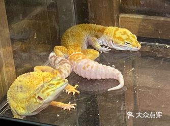 陕康里吃好晚饭出来去地铁站路上，正好路过这家宠物店